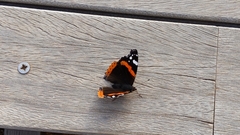 Vanessa atalanta atalanta