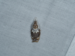 Piloprepes gelidella