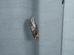 Piloprepes gelidella
