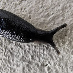 Arion hortensis