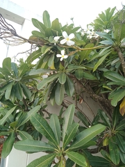 Plumeria obtusa