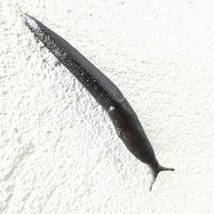 Arion hortensis