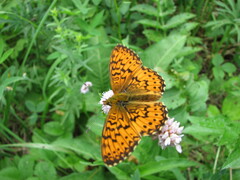 Boloria titania