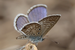 Hemiargus hanno