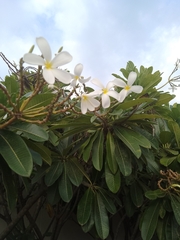 Plumeria obtusa