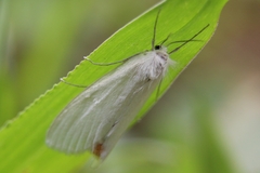 Rupela