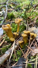 Craterellus tubaeformis