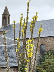 Verbascum phlomoides