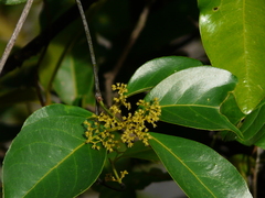 Olea dioica