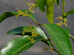 Olea dioica