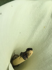 Oxythyrea marginalis