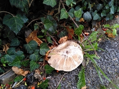 Agaricus