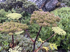 Angelica morrisonicola