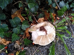 Agaricus