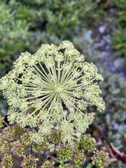 Angelica morrisonicola