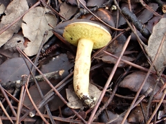 Aureoboletus