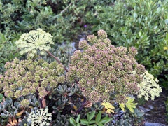Angelica morrisonicola