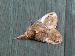 Dasychira ocellifera