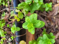 Mentha × rotundifolia