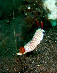 Hypselodoris whitei