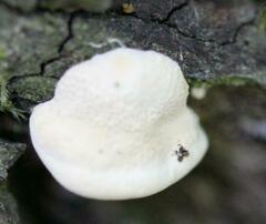 Truncospora ochroleuca