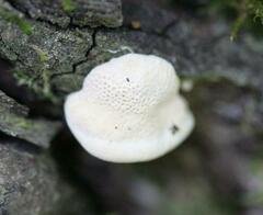 Truncospora ochroleuca