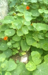 Tropaeolum majus