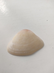 Iphigenia brasiliensis