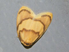 Paremonia argentata