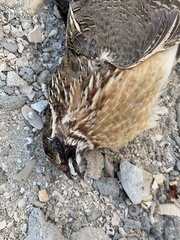 Coturnix coturnix