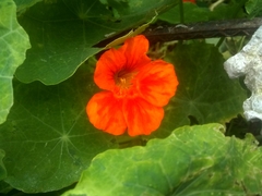 Tropaeolum majus