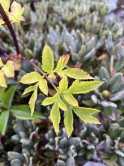 Angelica morrisonicola