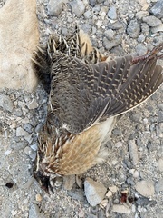 Coturnix coturnix