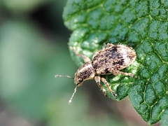 Andrion regensteinense