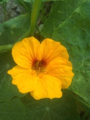 Tropaeolum majus