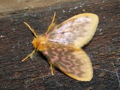 Arctiinae