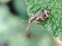 Andrion regensteinense