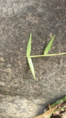 Oplismenus hirtellus