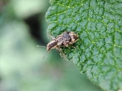 Andrion regensteinense