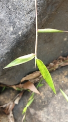 Oplismenus hirtellus