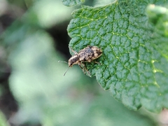 Andrion regensteinense