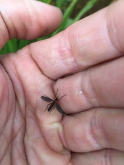 Plecia ruficollis