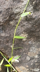 Oplismenus hirtellus