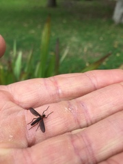 Plecia ruficollis