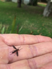 Plecia ruficollis