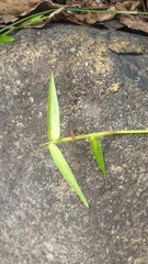 Oplismenus hirtellus