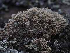 Sphaerophorus fragilis