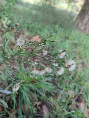 Symphyotrichum subulatum squamatum