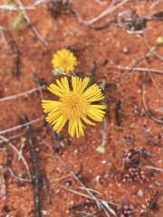 Podolepis aristata affinis