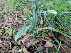 Symphyotrichum subulatum squamatum